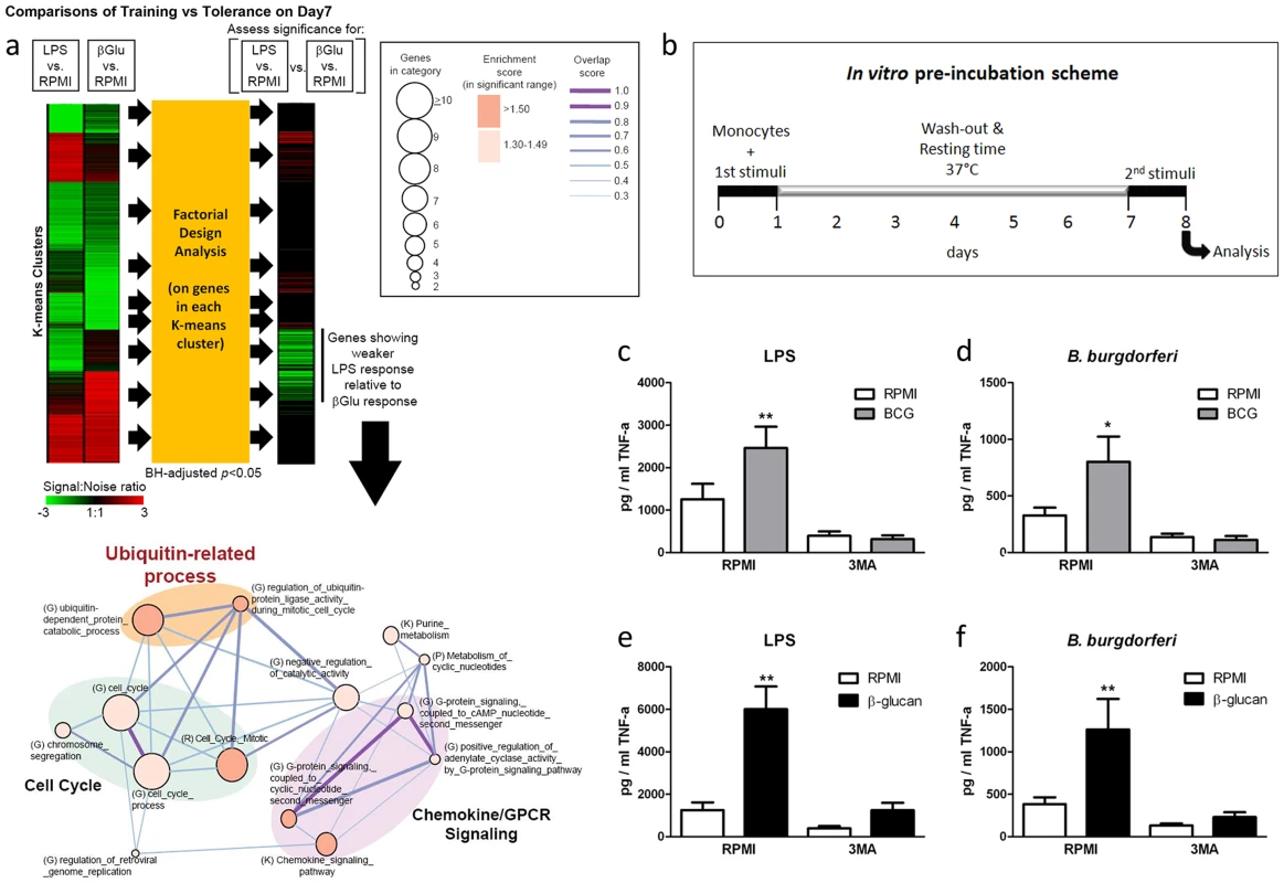 Role of autophagy for the training of monocytes.