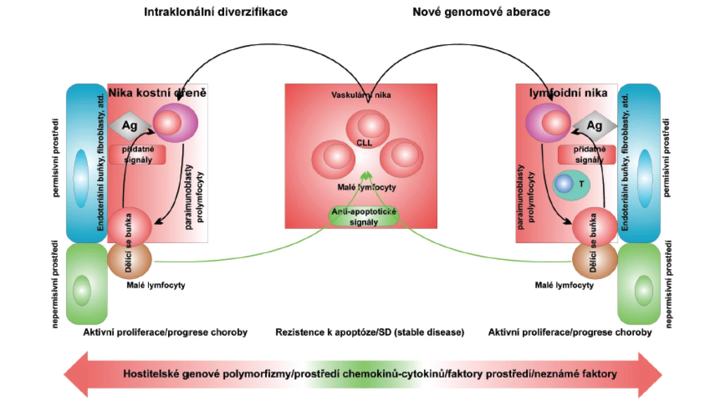 Hypotetický model vysvětlující klíčovou roli mikroprostředí v udržování a progresi chronické lymfocytární leukemie. EC: endothelial cells; Ag: antigen. Podle: Deaglio S, Malavasi F. Haematologica 2009; 94: 752-756.
