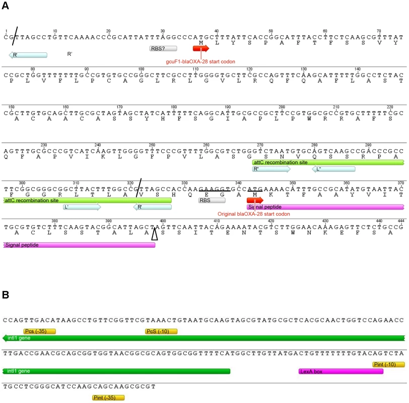 Details of the class 1 integron sequence from isolate S-<i>Pae</i>.