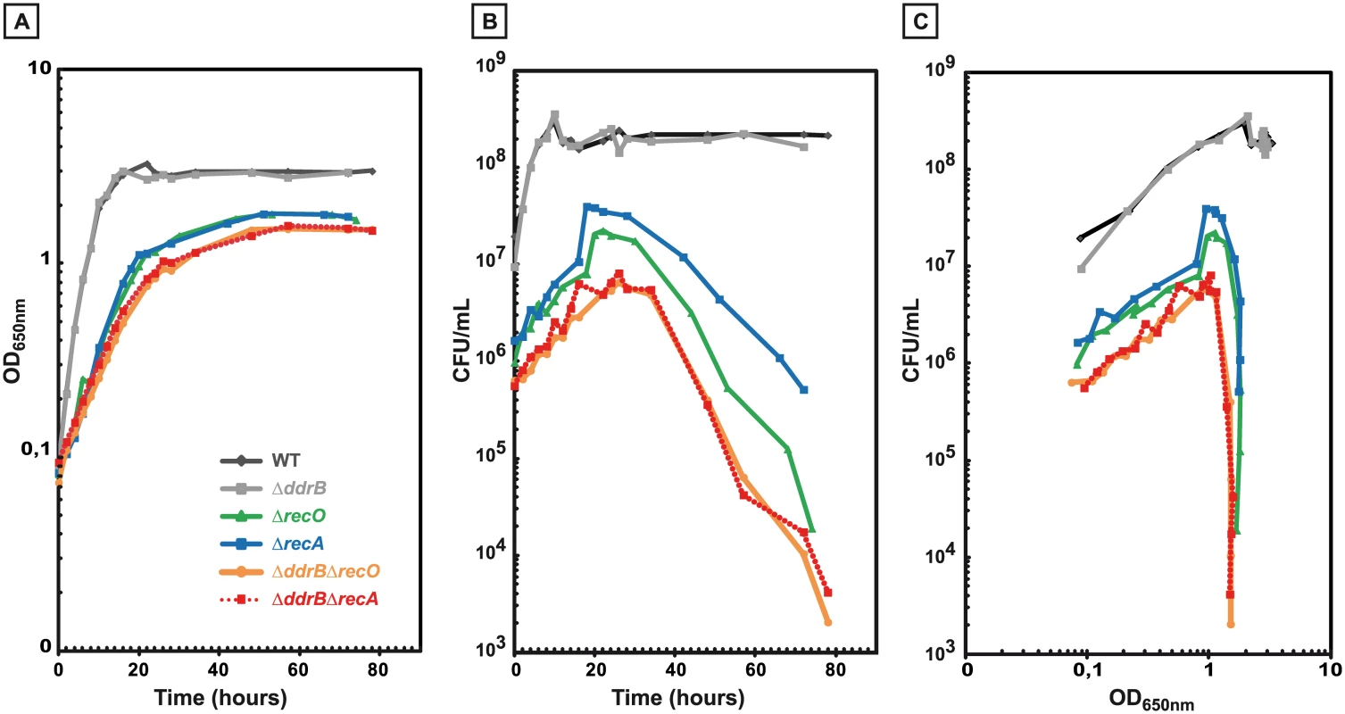 Impaired growth and stationary-phase lethality of recombination-deficient mutant cells.