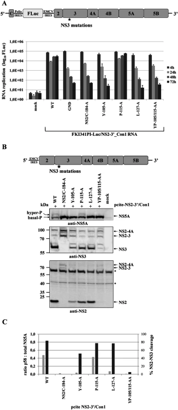 Mutational analysis of NS3 surface residues in a HCV genotype 1b NS2-5B replicon confirm the critical role of efficient NS2-NS3 cleavage for NS5A hyperphosphorylation.
