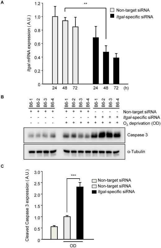 Oxygen deprivation increases cleaved Caspase 3 in an <i>ex vivo</i> brain slice stroke model.