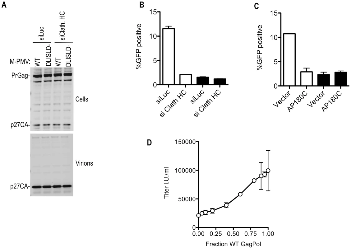 Effects of clathrin on M-PMV Infectivity.