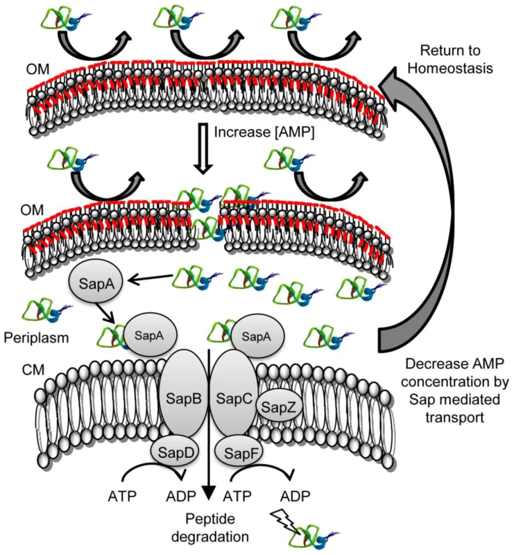 Model of Sap-dependent import of AMP molecules and subsequent degradation.