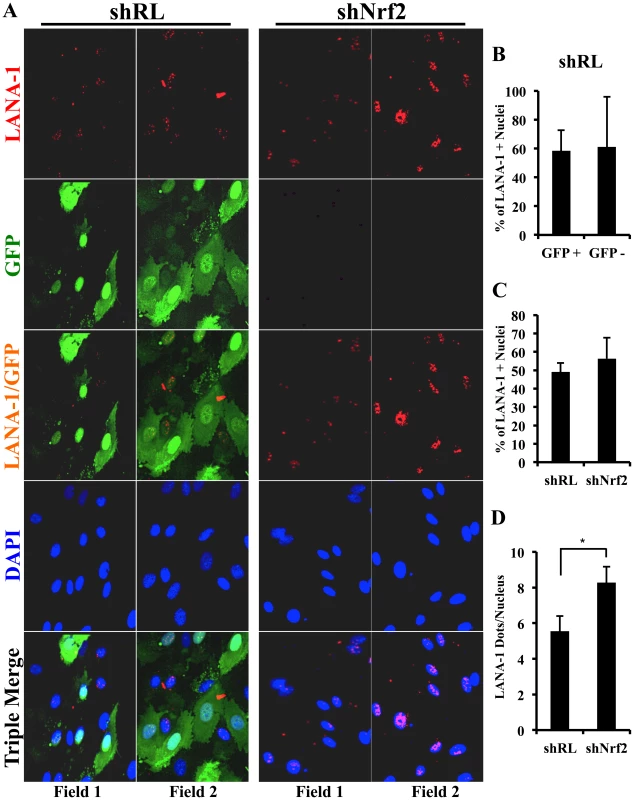 LANA-1 puncta during infection of Nrf2-deficient cells.