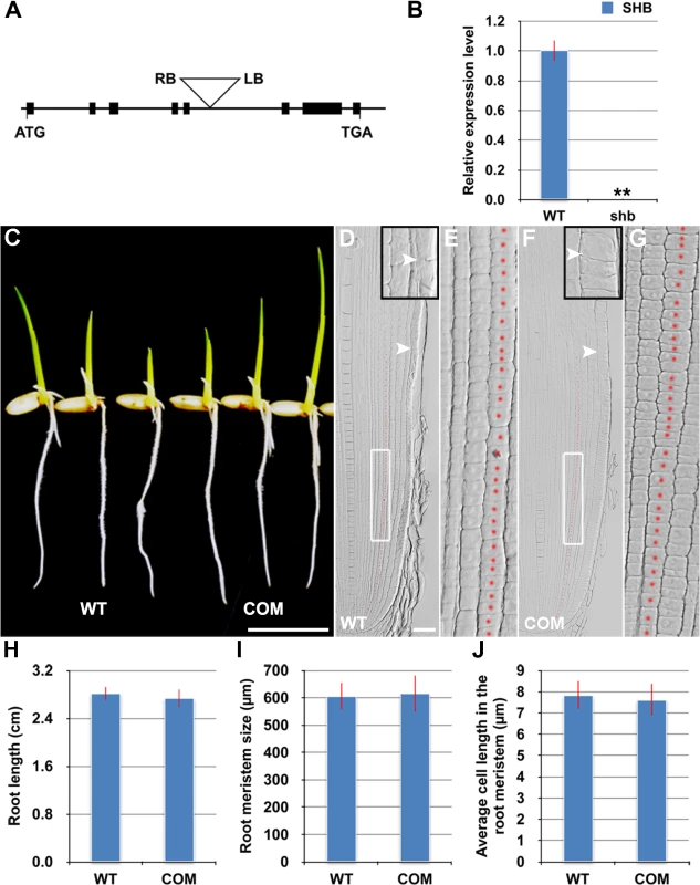 The root phenotypes of <i>shb</i> could be fully complemented by the <i>LOC_os05g32270</i> gene.
