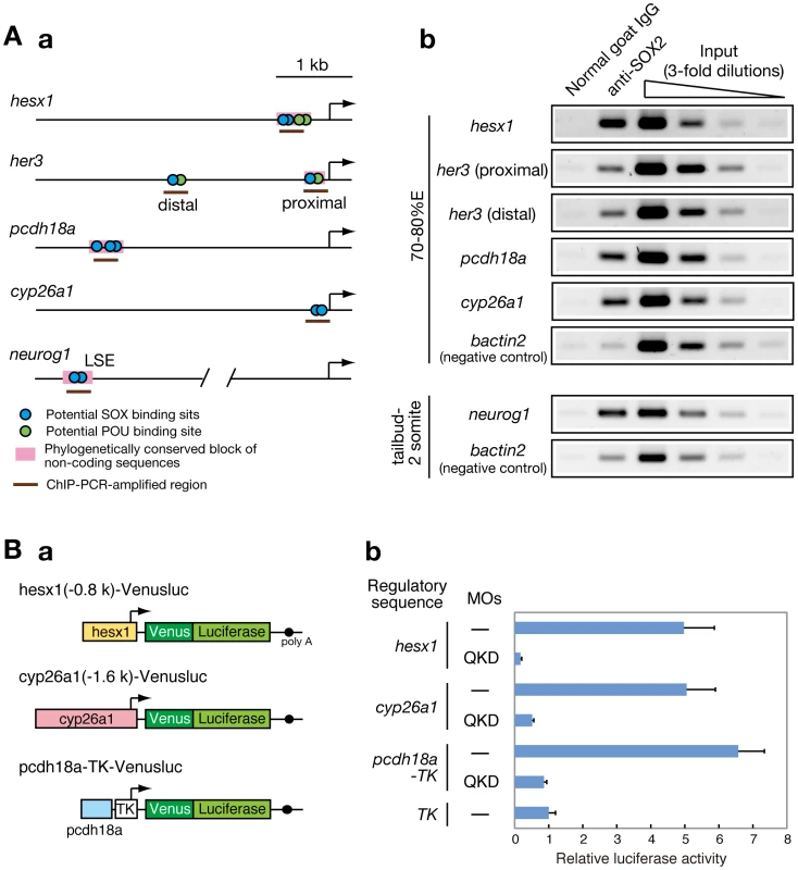 Direct regulatory targets of the B1 SOX proteins in the zebrafish embryo.