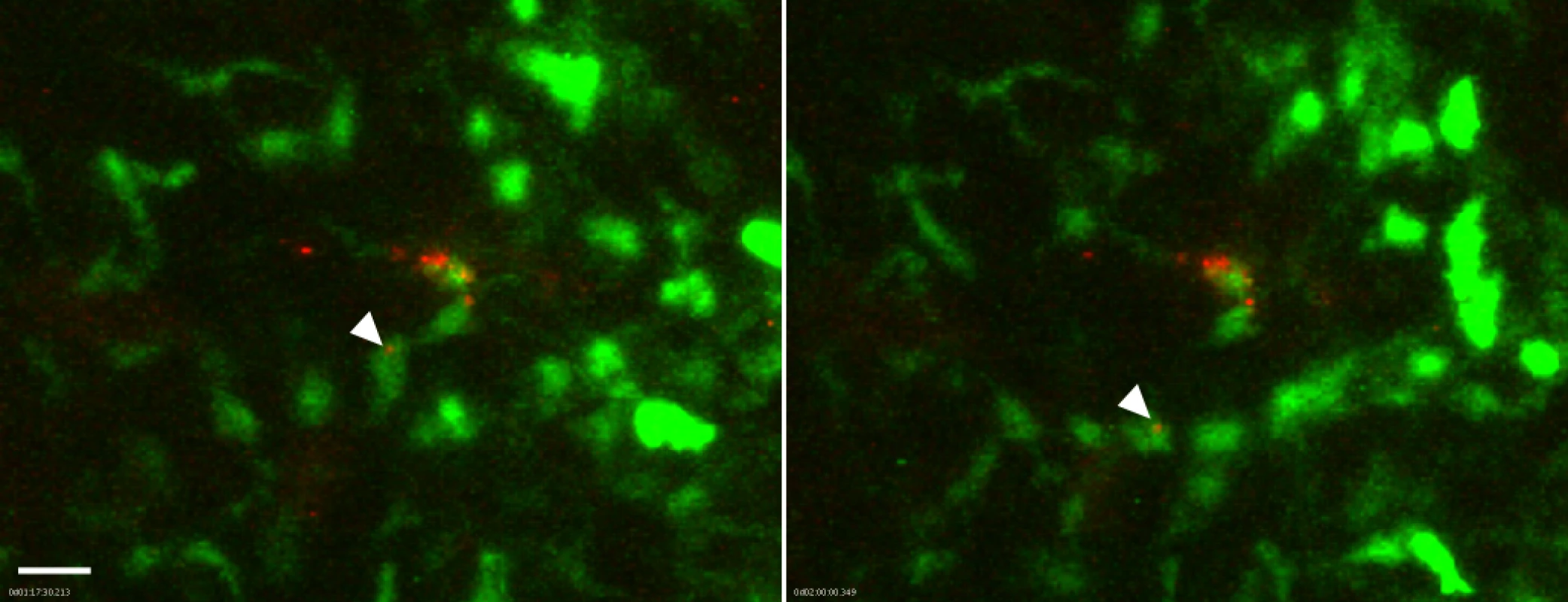 Association of flea-transmitted <i>Y</i>. <i>pestis</i> with eGFP<sup>dim</sup> macrophages in the dermis <i>in vivo</i>.