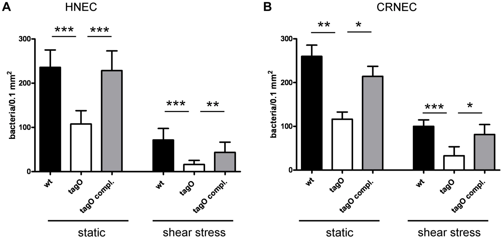 WTA-mediated adhesion of <i>S. aureus</i> to HNECs and CRNECs.
