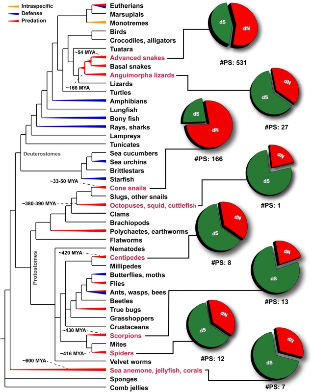 Schematic tree of life depicts the evolution of venom in animals, where blue, red and orange colored lines represent lineages that utilize venom for defense, predation or intraspecific needs, respectively.