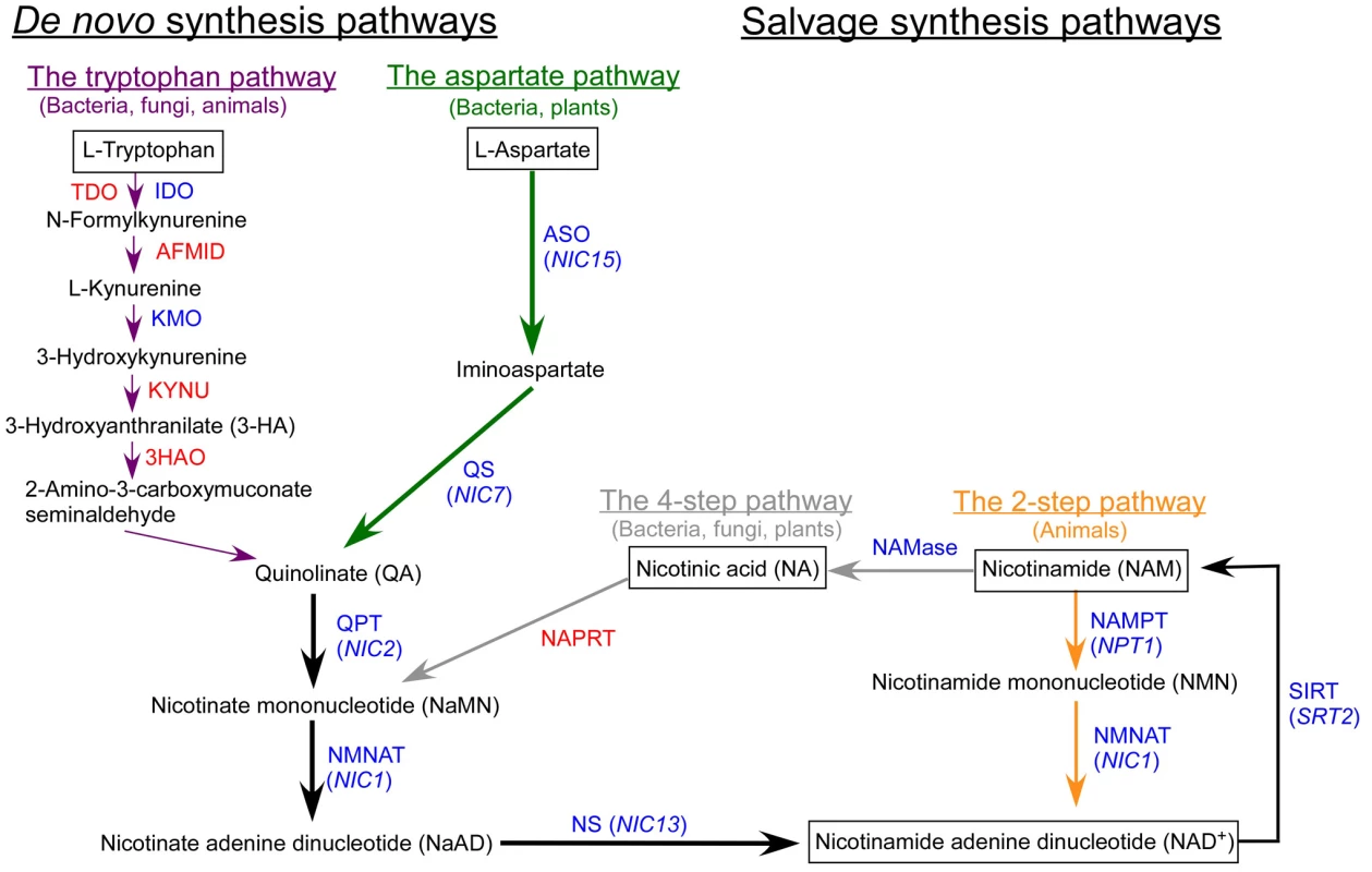 The biosynthetic pathways of nicotinamide adenine dinucleotide (NAD<sup>+</sup>).