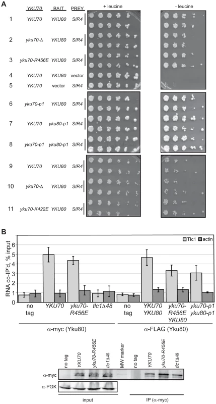DNA end binding–defective Ku heterodimers interact with Sir4 and TLC1.