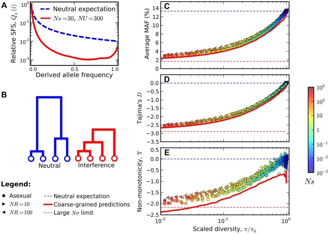 Signatures of pervasive interference selection in the silent site frequency spectrum for a sample of <i>n</i> = 100 individuals.