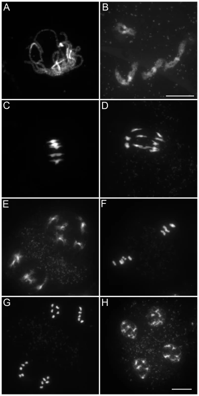 Male meiosis in wild type.