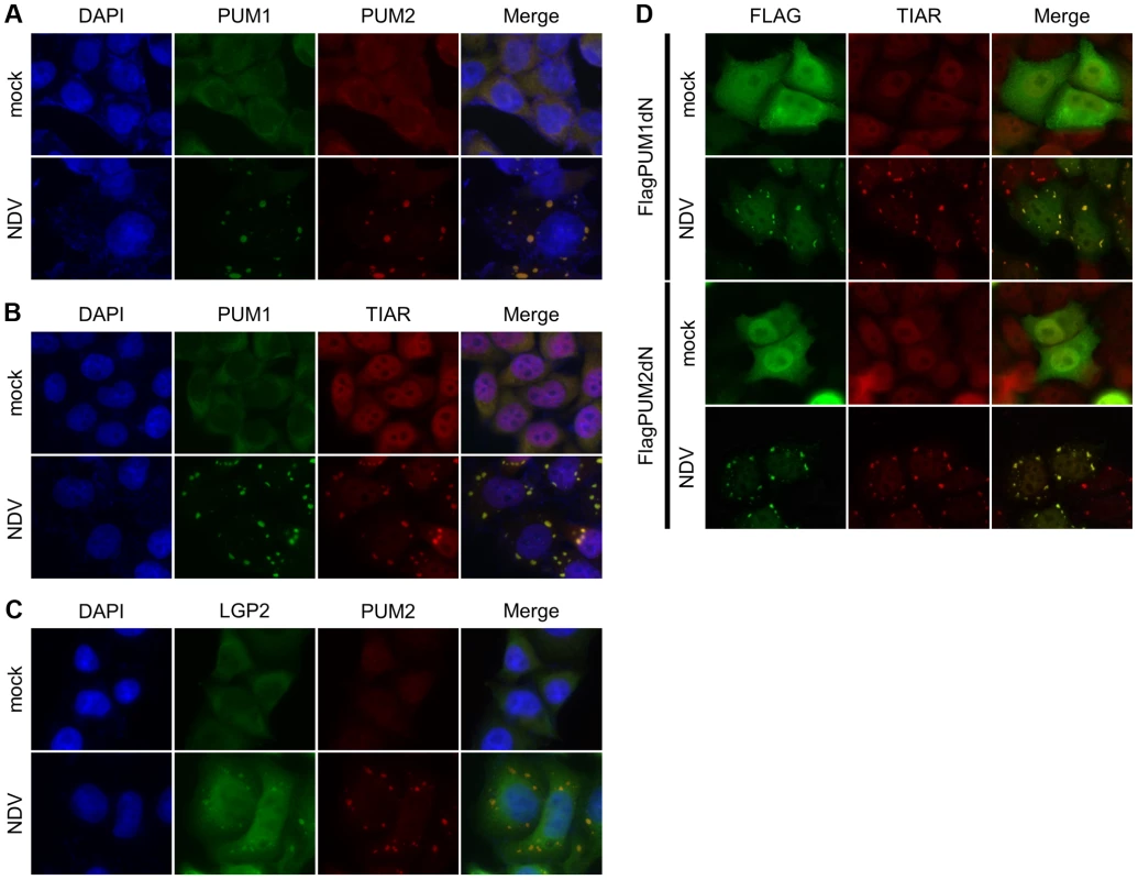 Cellular localization of PUM1, PUM2 and LGP2.