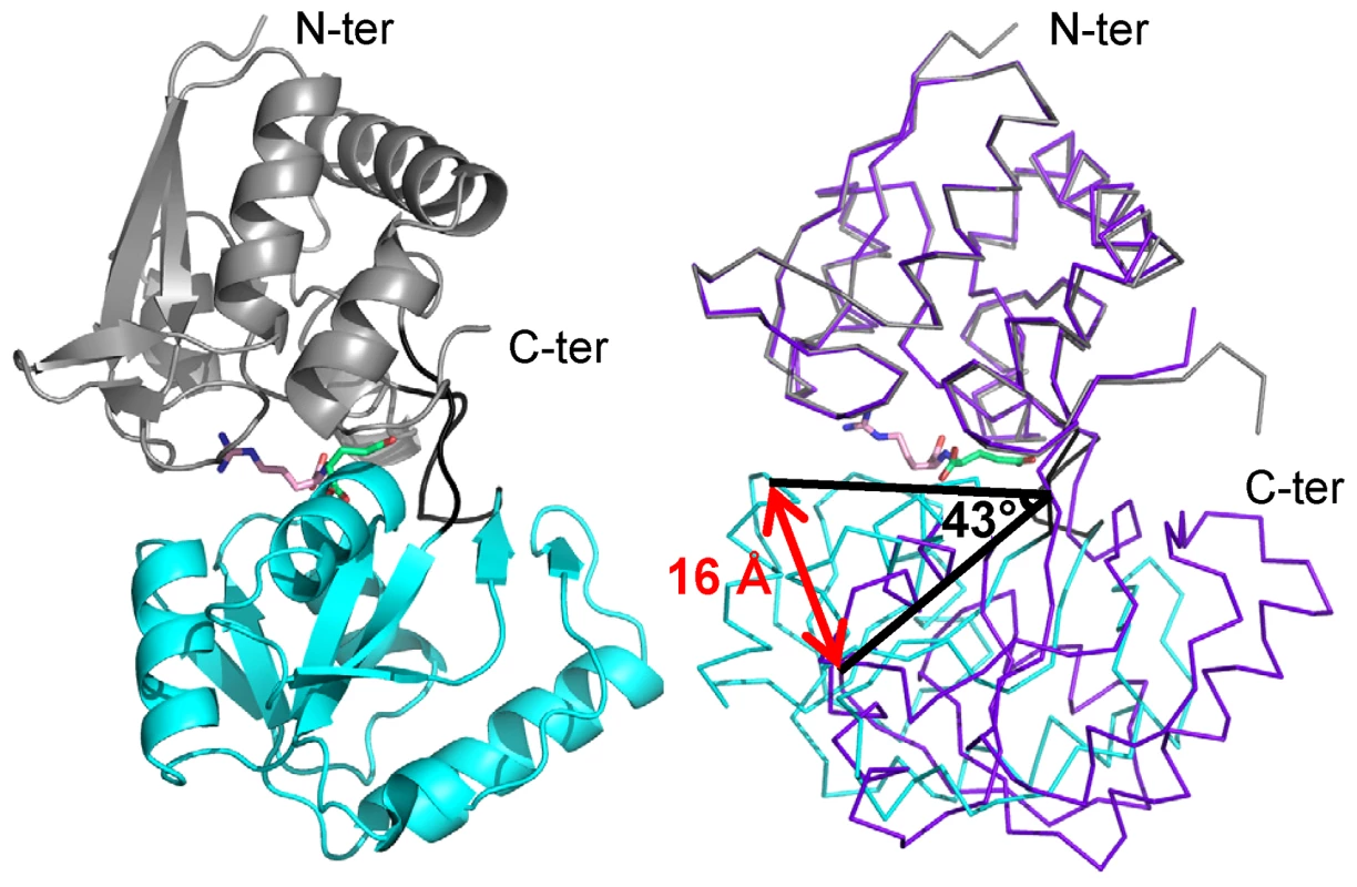 Ribbon representation of NocT in complex with nopaline and comparison with the unliganded form.