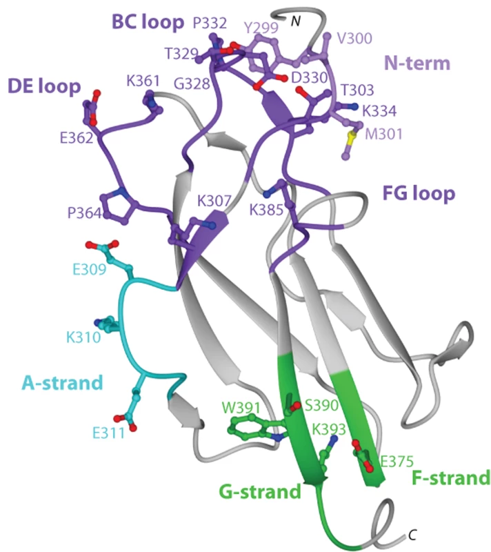 Summary of neutralizing antibody and structural recognition determinants on DENV-1 DIII.