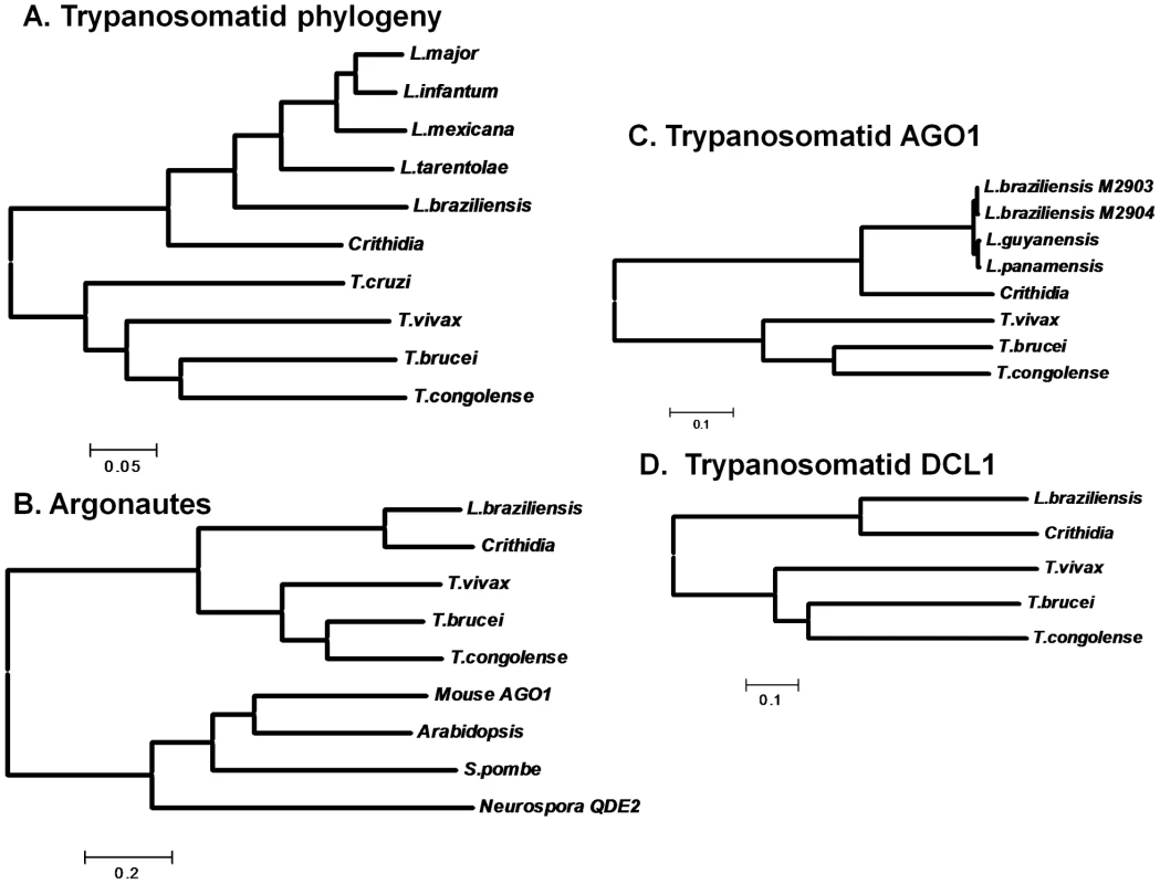 Evolutionary tree of trypanosomatid housekeeping genes, AGO1s and Dicers.