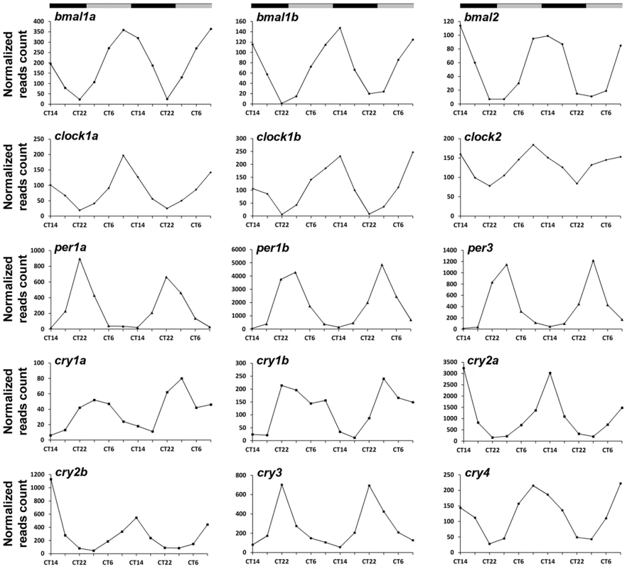 Circadian profiles of known core clock genes which were identified in the zebrafish pineal gland by the RNA–seq analysis.