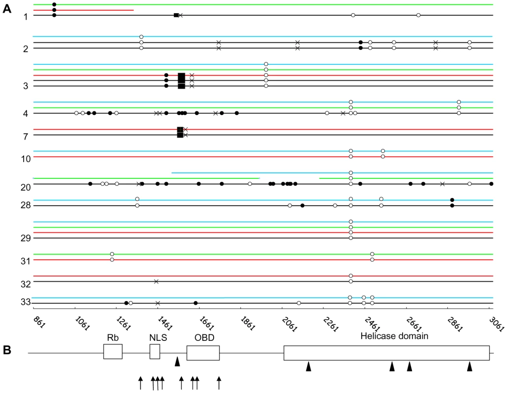 Characterization of MCC patients' strain and tumour signature in MCPyV LT.