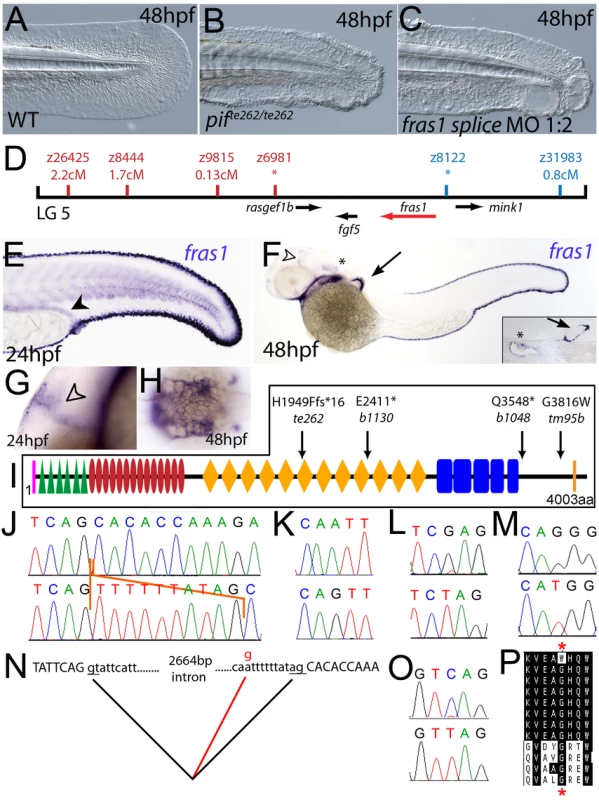 The fin blistering of <i>pinfin</i> mutants is caused by mutations in Fras1.