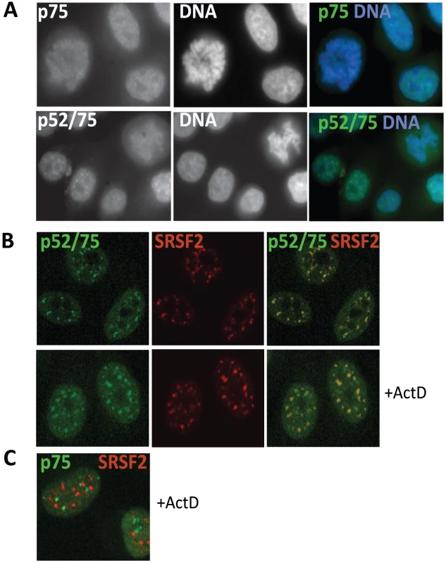 Sub-cellular localization of Psip1/p52 and p75.