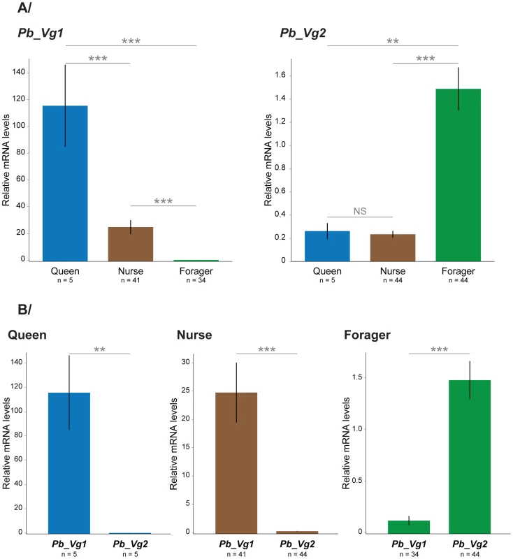Relative mRNA levels of <i>Pb_Vg1</i> and <i>Pb_Vg2</i> in queens, nurses and foragers.