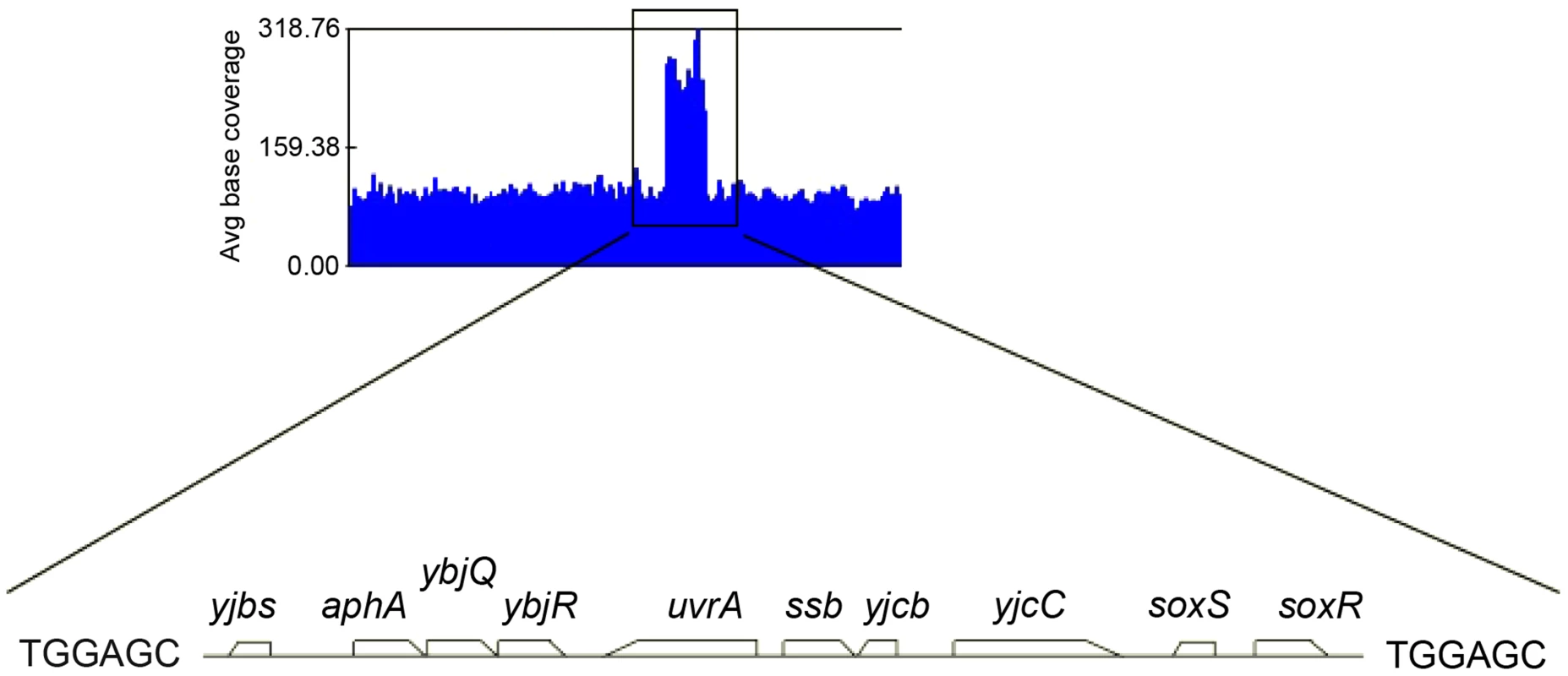 Duplicated sequence in JJC2394.