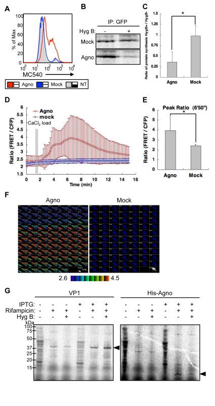 Agnoprotein impairs membrane integrity.