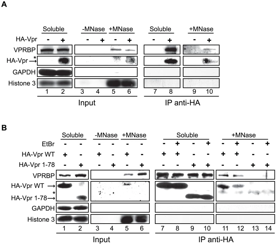 Vpr and VPRBP associate on chromatin.