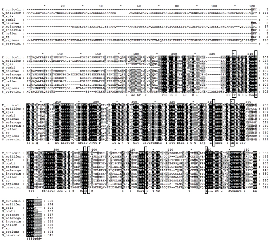 Alignment of translated MetAP2 genes.