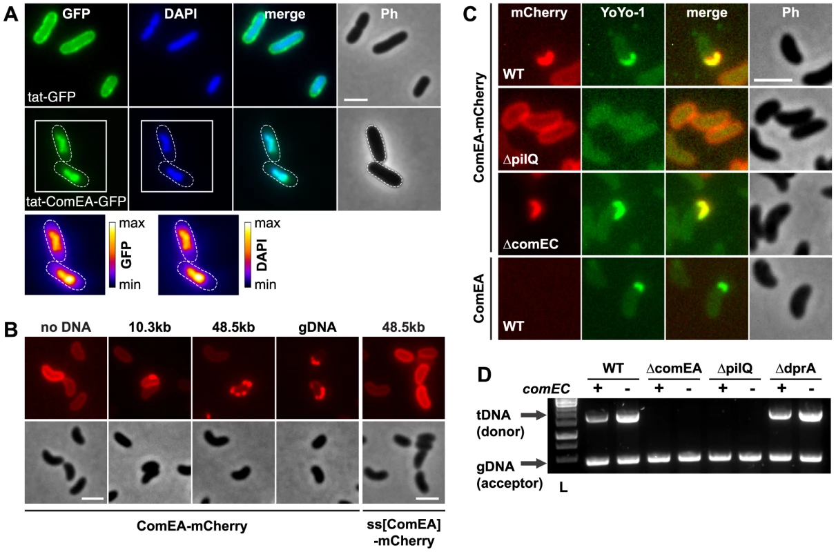 ComEA binds to DNA <i>in vivo</i>.