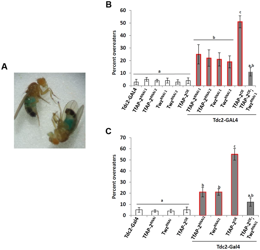 <i>TfAP-2</i> and <i>Twz</i> regulate feeding behavior after starvation.