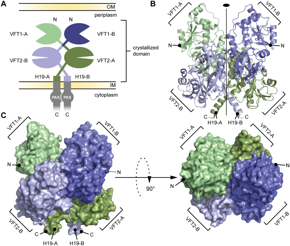 General organization of the BvgS periplasmic domain.