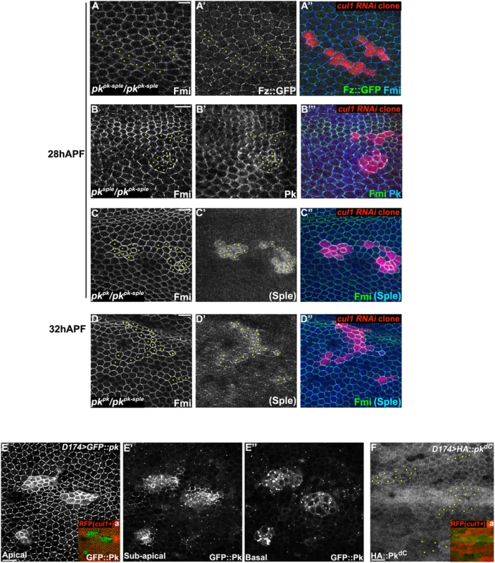 Pk is required for post-transcriptional Cul1 complex-mediated core control.