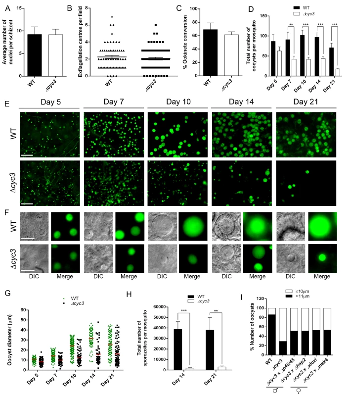 CYC3 is dispensable in asexual and sexual stages but important for oocyst development.