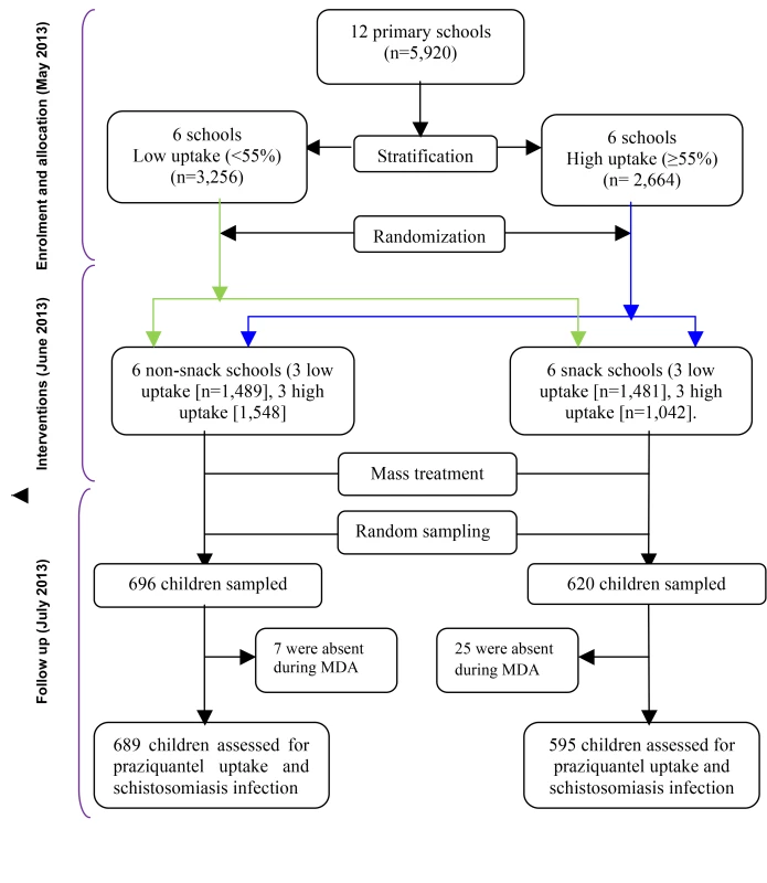 Study profile showing stratification and randomization of the schools to the intervention groups and the selection of children for assessment after mass treatment.