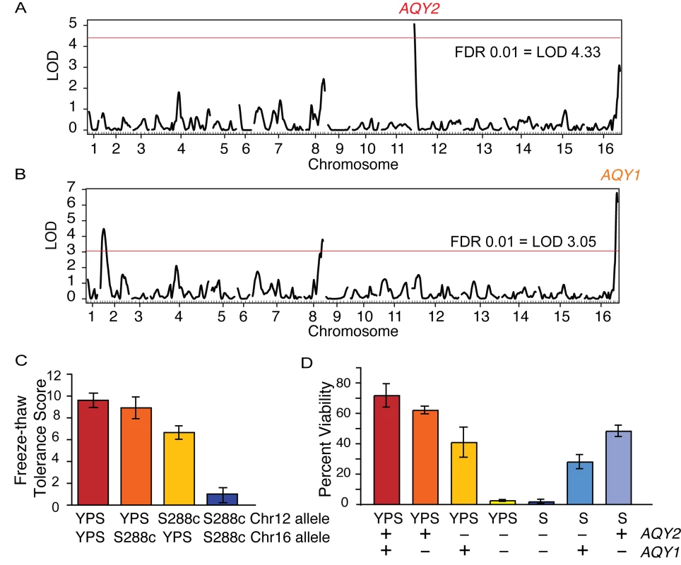 Yeast aquaporins underlie freeze-thaw tolerance in yeast.