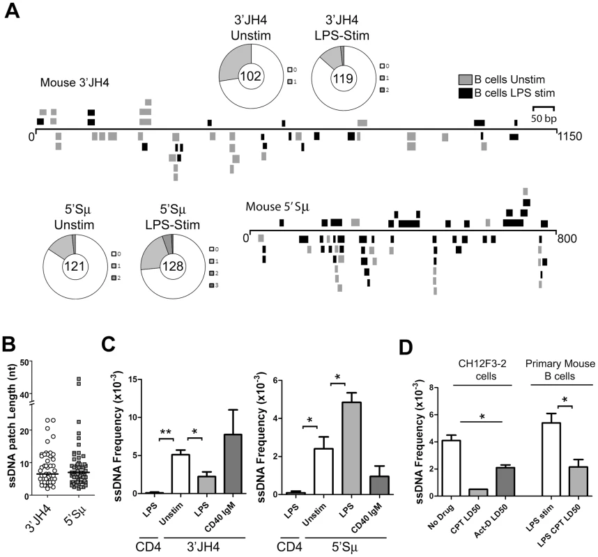 ssDNA Frequencies during Induction of CSR in <i>Ex Vivo</i> Murine B Cells.