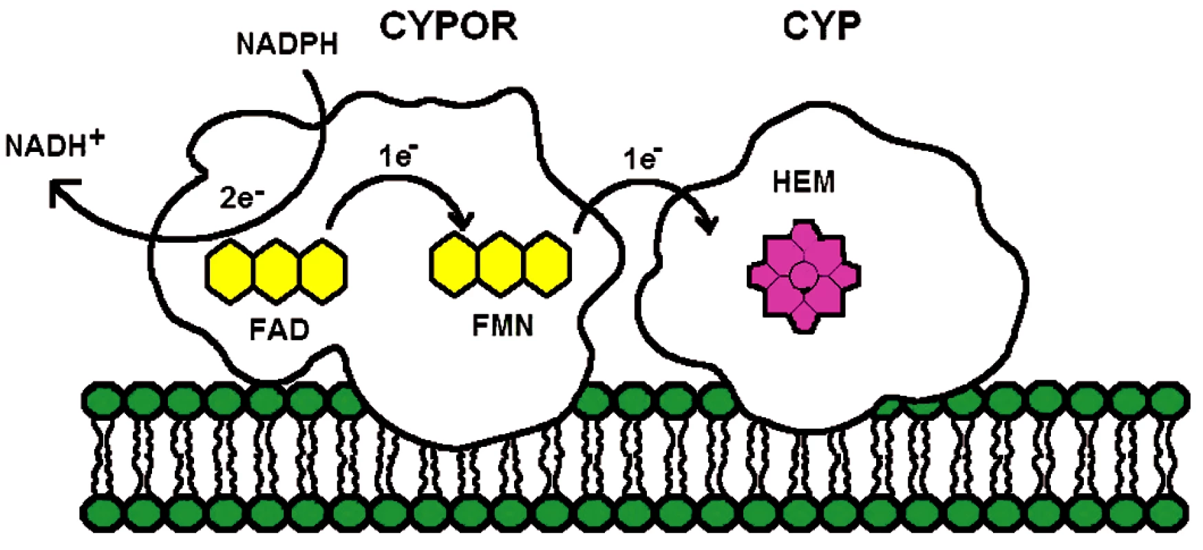 Diagram elektronového transportu z NADPH-cytochrom
P450 oxidoreduktáza na mikrozomální cytochromy P450