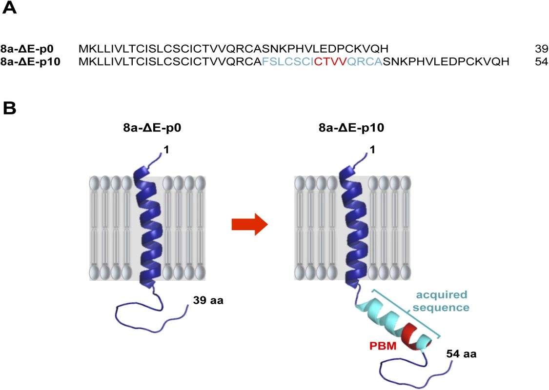 Stability of SARS-CoV-∆E after serial passage in mice.