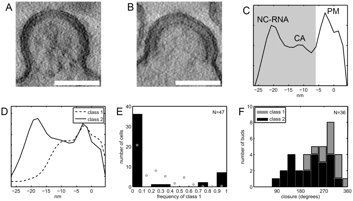 Budding sites with the novel lattice in HIV-1 infected T cells.