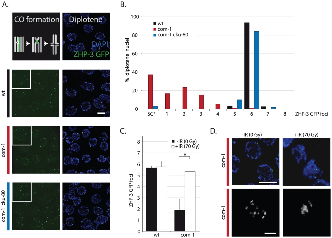 Loss of <i>cku-80</i> as well as γ-irradiation rescues the CO defect of <i>com-1</i> mutants.