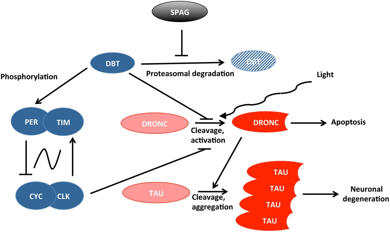 Connection between circadian proteins (in blue) and proteins causing cell death or neuronal degeneration (in red).