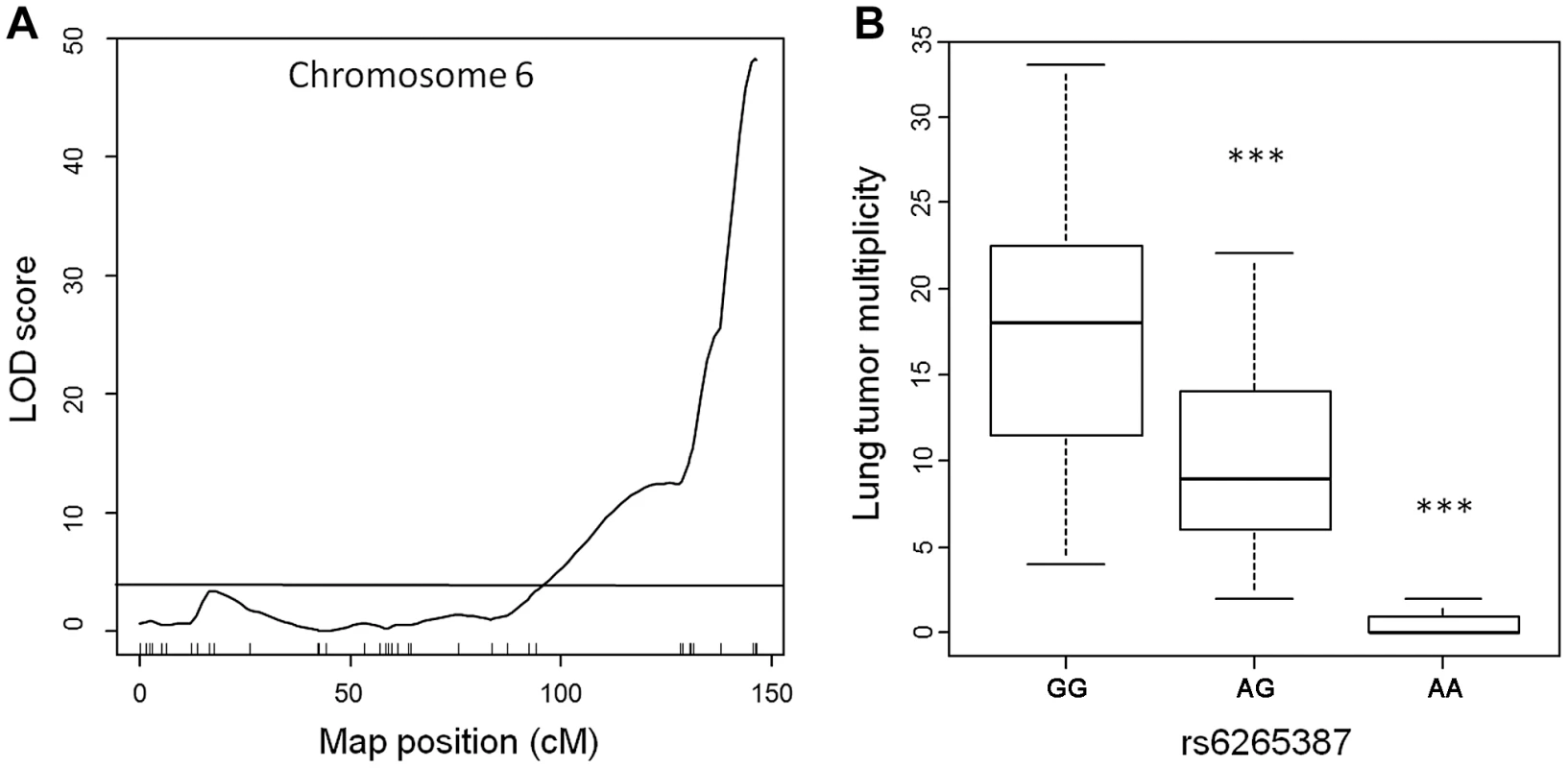 Lung tumor multiplicity in 183 urethane-treated male ABF4 mice is controlled by the <i>Pa</i>s<i>1</i> locus.