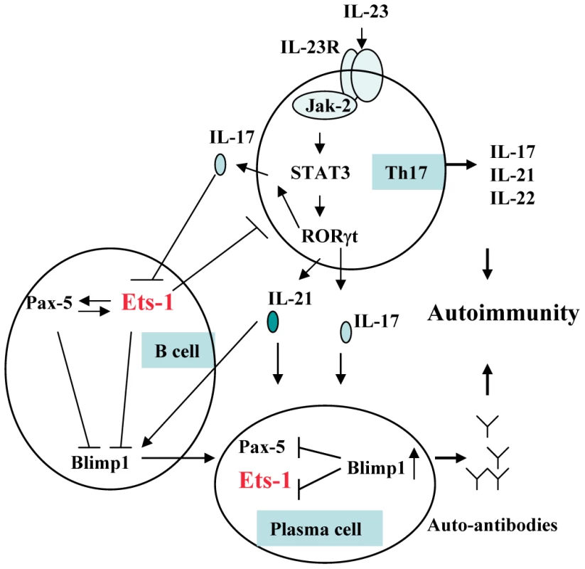 Involvement of <i>ETS1</i> in Th17 cell and B lymphocyte development and autoimmunity.