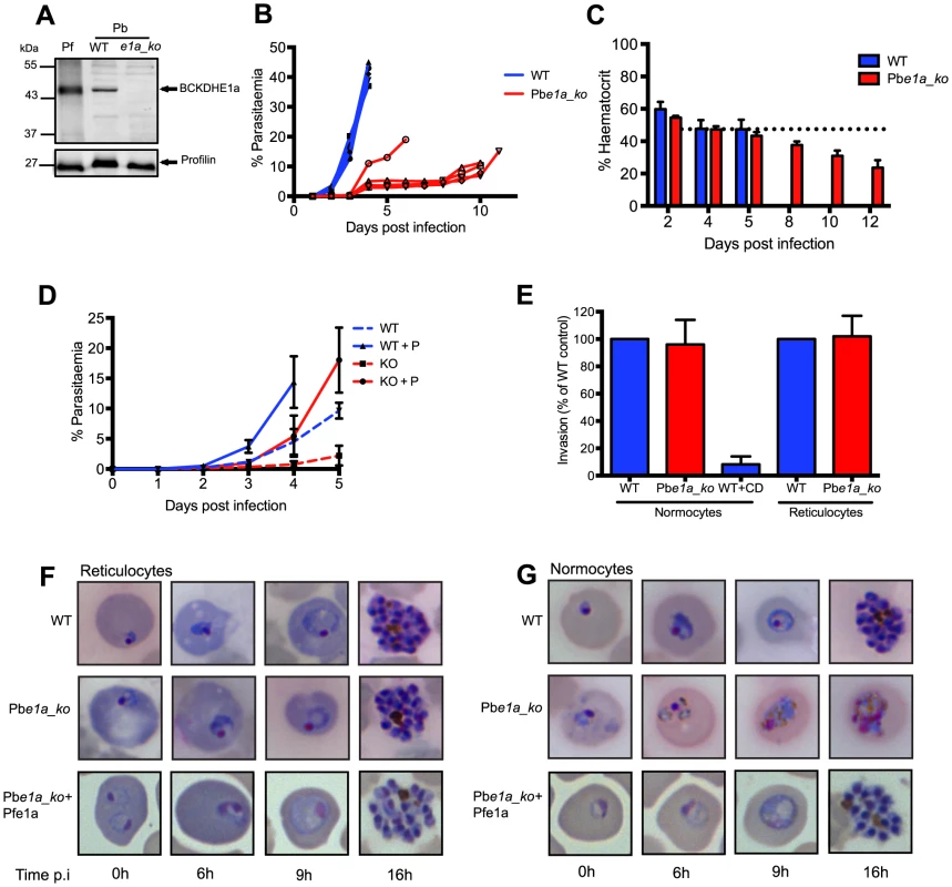 BCKDH is required for growth of <i>Plasmodium berghei</i> in mature RBCs.