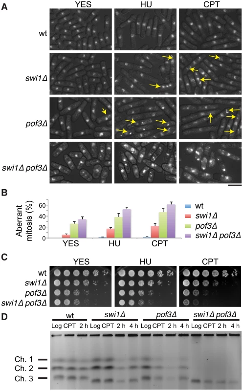 Forced accumulation of replisome components in <i>swi1</i>Δ cells causes catastrophic DNA replication and mitotic abnormalities.