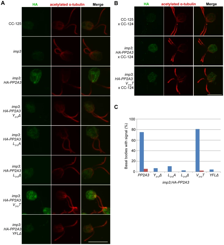 HA-PP2A3 localizes to the basal body region in gametes.