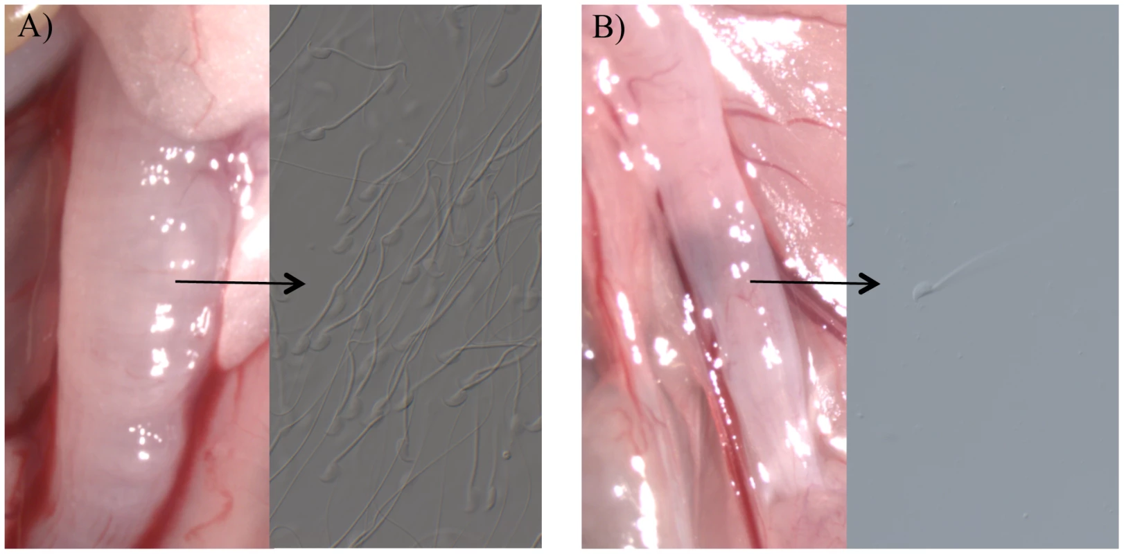 The appearance of female uterine horns after mating.
